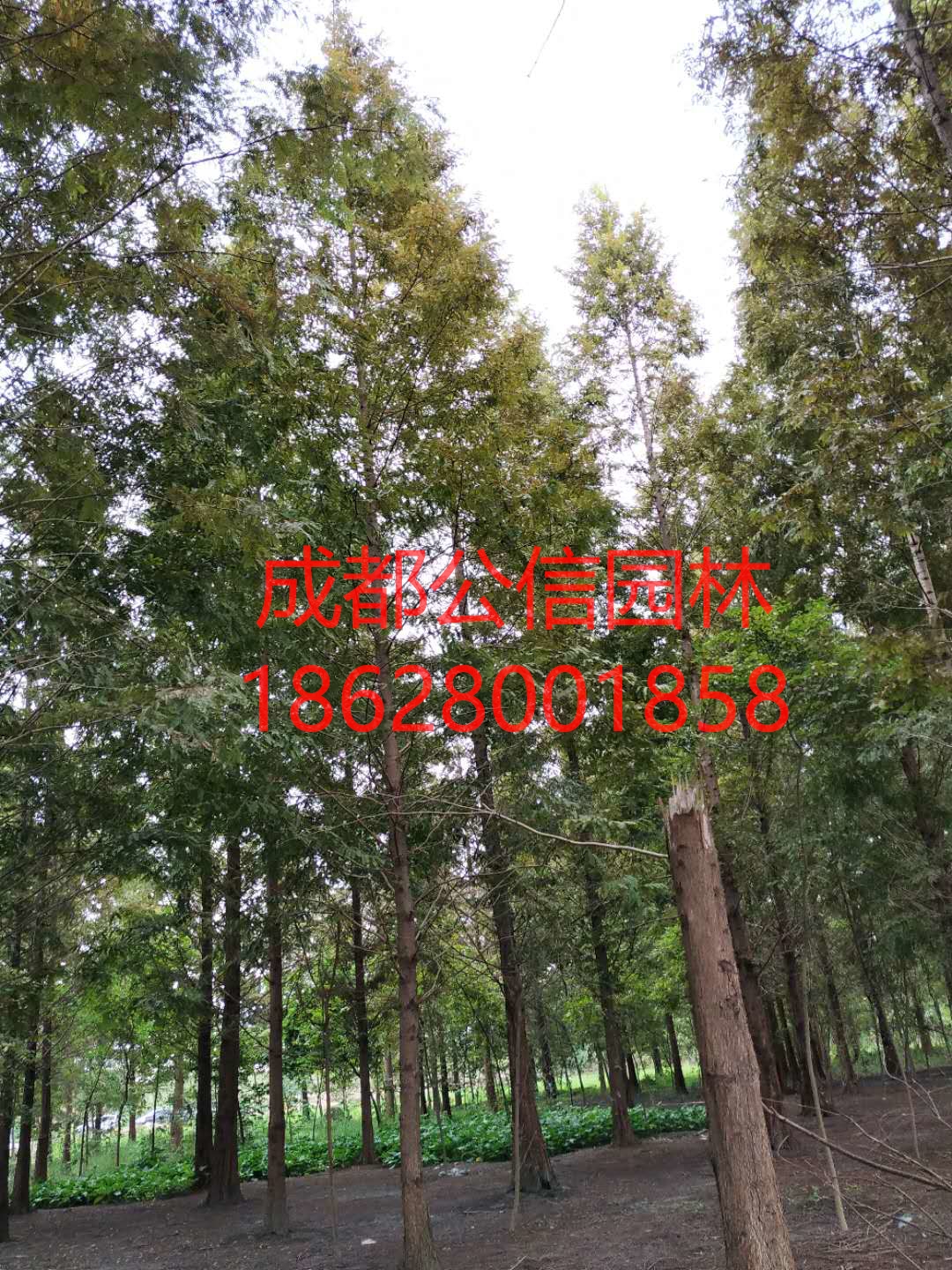 水杉4_看图王.jpg