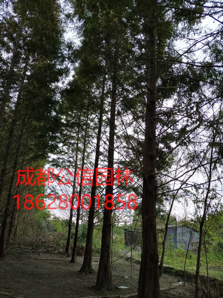 水杉3._看图王.jpg