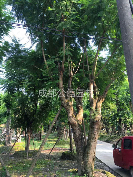 藍花楹