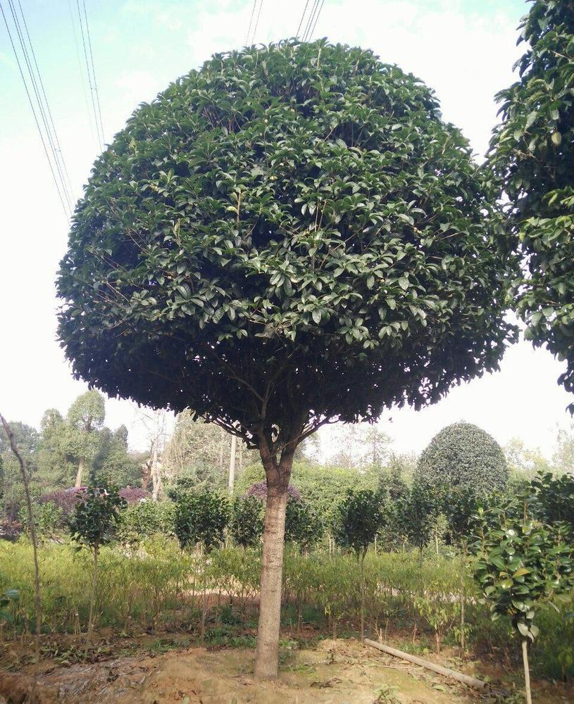 桂花.jpg