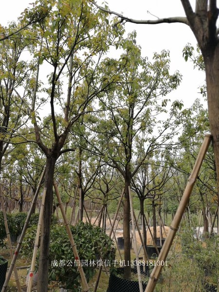 成都香樟树 成都香樟树
