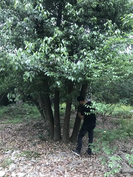 成都香樟 成都香樟