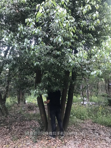 成都香樟 成都香樟