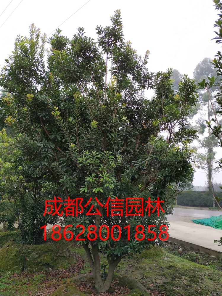 杨梅5_看图王.jpg