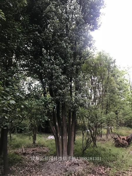 成都香樟树 成都香樟树