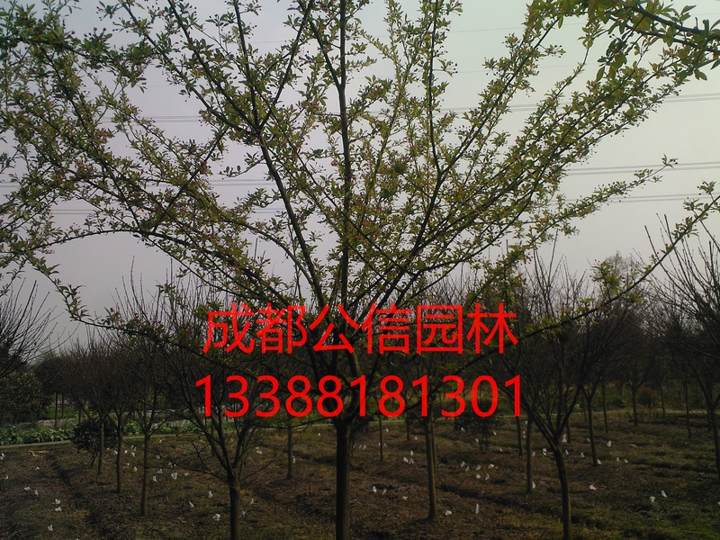 垂丝海棠2_看图王.jpg