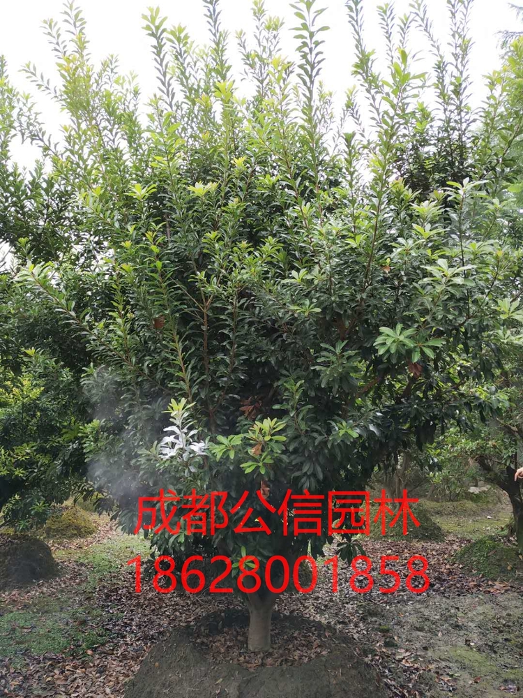 杨梅4_看图王.jpg