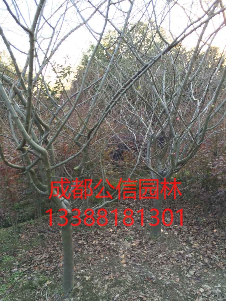 垂丝海棠1_看图王.jpg