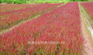 日本血草，血草價格，血草基地