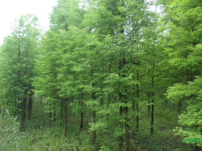 2013916918384271.jpg
