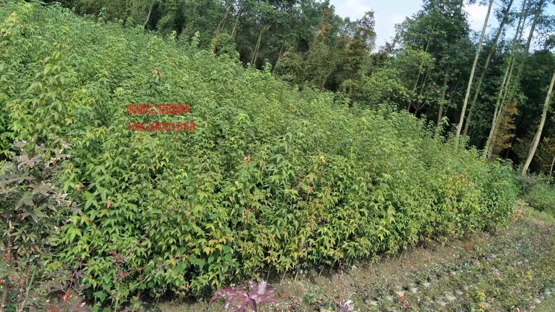 青枫.jpg