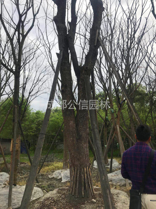 黄连木4.jpg