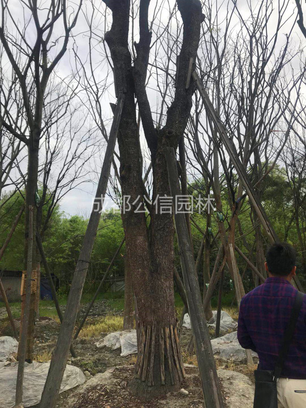 黄连木4.jpg