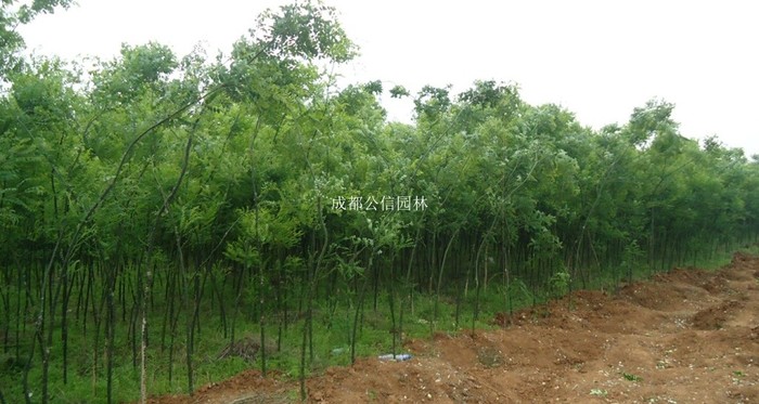 wKhQ61T5p5aEXOtmAAAAACvQlxM688_看图王.jpg