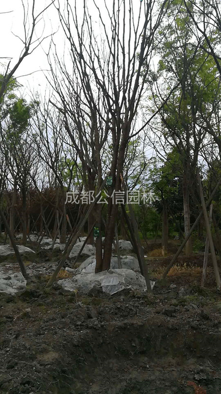 黄连木5.jpg