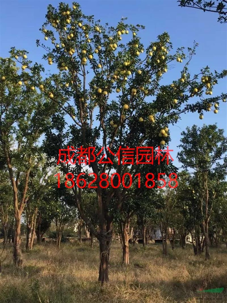 香泡_看图王.jpg
