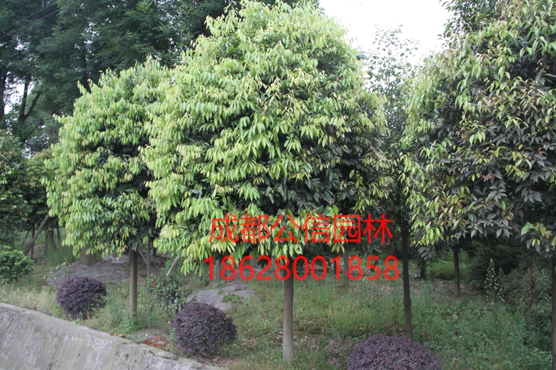 天竺桂_看图王.jpg
