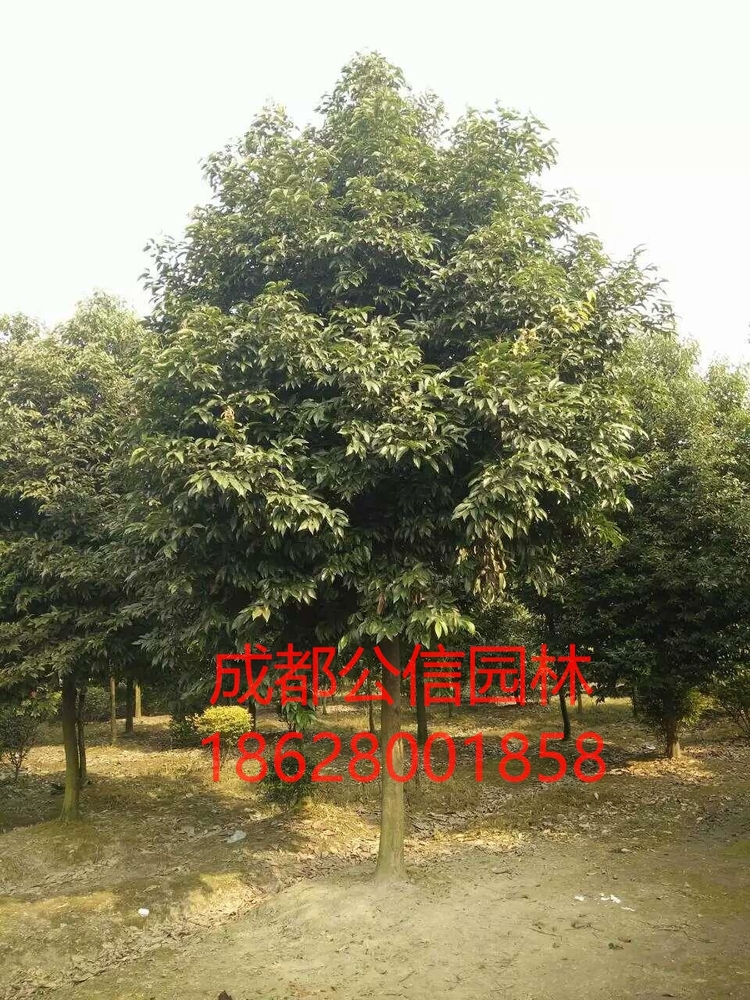 天竺桂2_看图王.jpg
