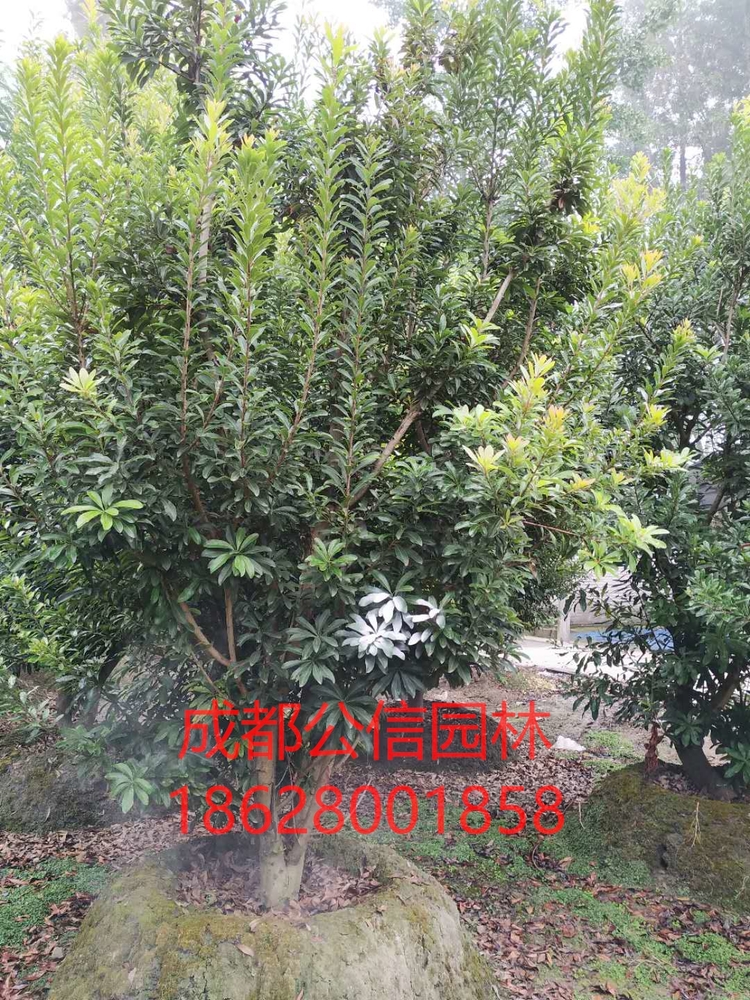 杨梅3_看图王.jpg