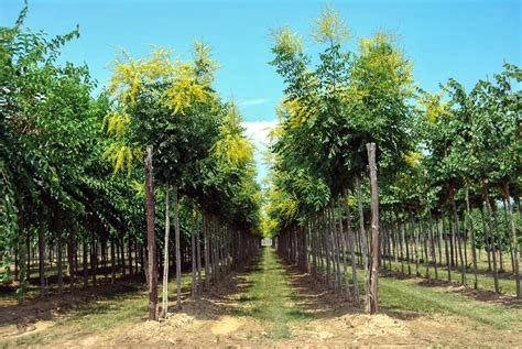 栾树怎么养护？栾树到底该如何栽培才能提升存活率？