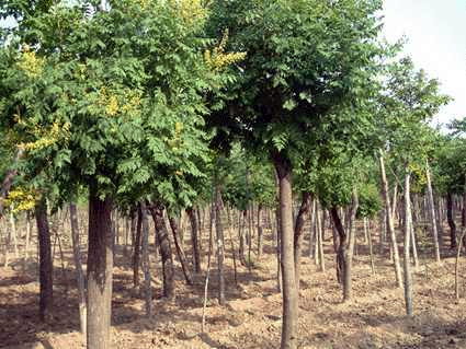 栾树怎么养护？栾树到底该如何栽培才能提升存活率？