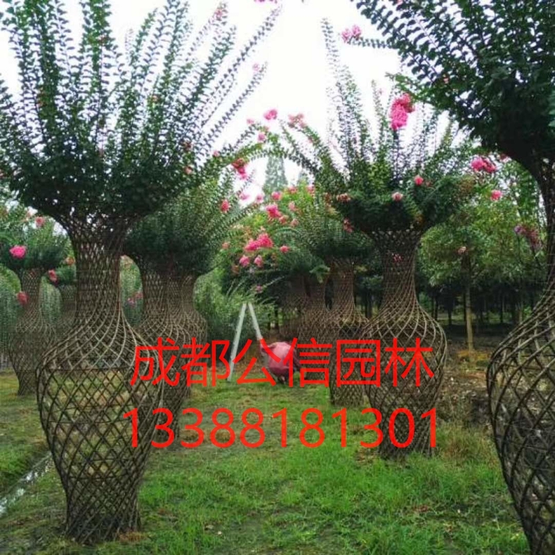 紫薇1_看图王.jpg