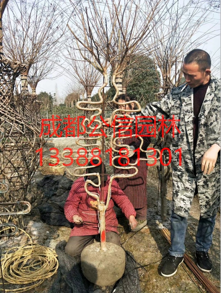 紫薇_看图王.jpg