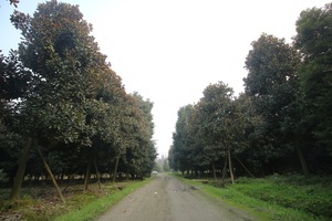 花木苗圃基地