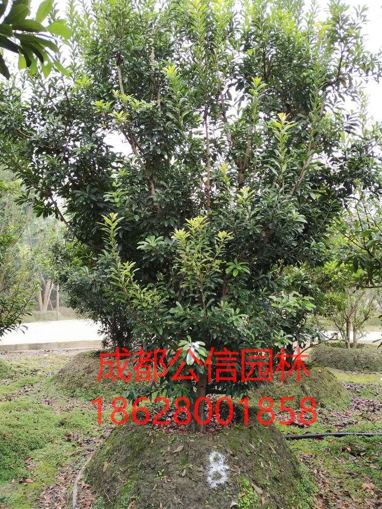 杨梅_看图王.jpg