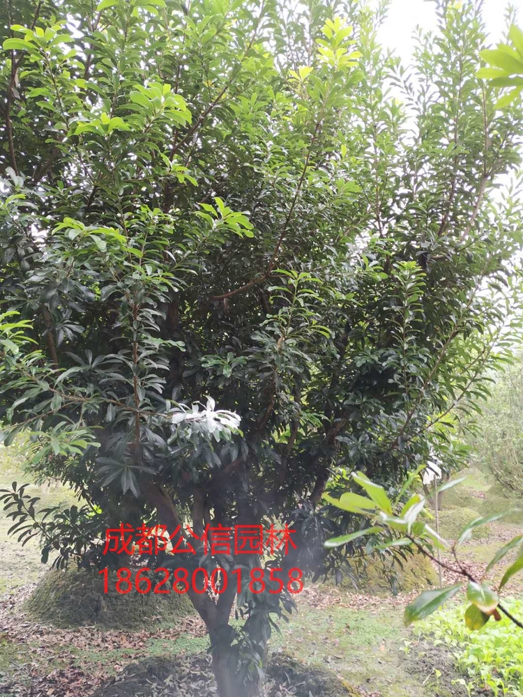 杨梅2_看图王.jpg