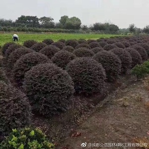 四川苗圃基地