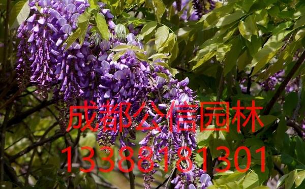 20公分以上的紫藤樹價格貴嗎？