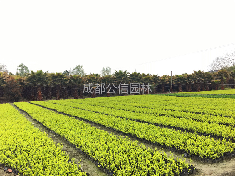 花卉.jpg