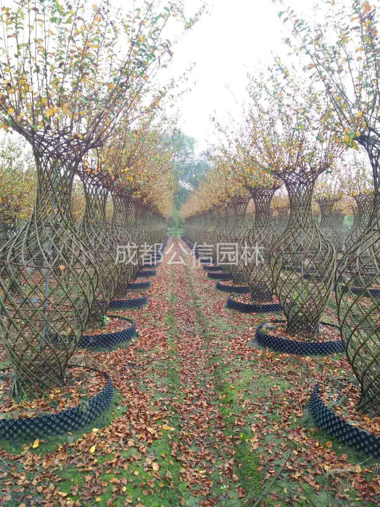 丛生紫薇种植技术,丛生紫薇如何种植详解 丛生紫薇种植技术,丛生紫薇如何种植详解
