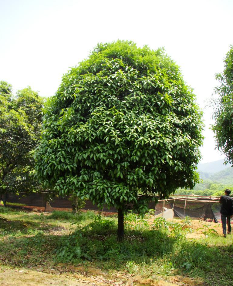 桂花树是常绿树图片